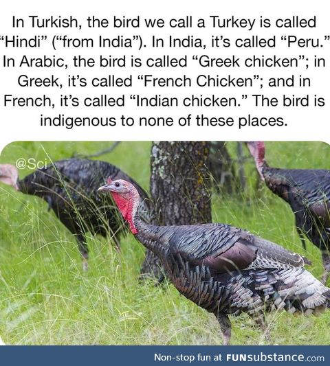 Turkey fact