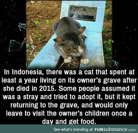 That's a loyal cat