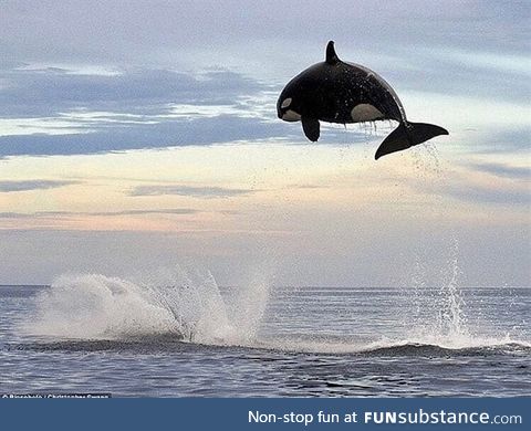 This orca was photographed while chasing a dolphin. It's estimated that orcas can