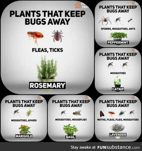 A handy infographic of insect-repelling plants