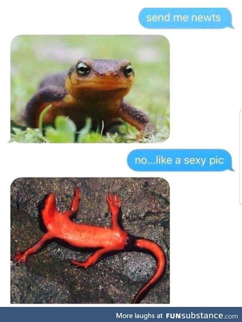 Sexy newts