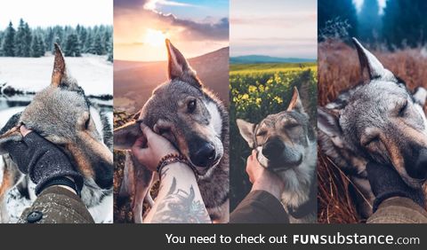 A dog for all seasons