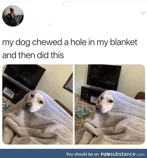 Blanket doggo