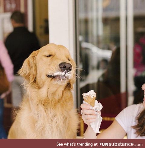A dog tasting ice cream