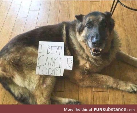 Doggo beats cancer