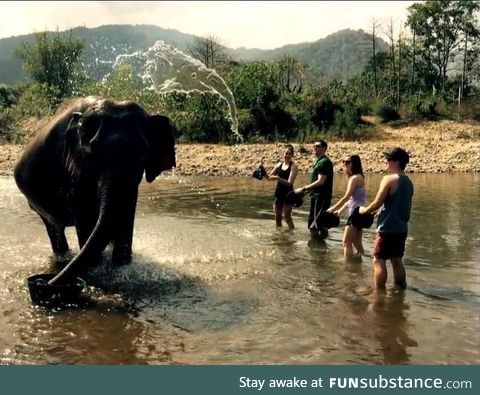 Elephant's Soul Flies Out Of His Body To Escape Annoying Tourists