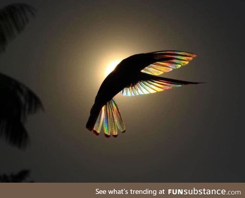 A hummingbirds wings against the sun