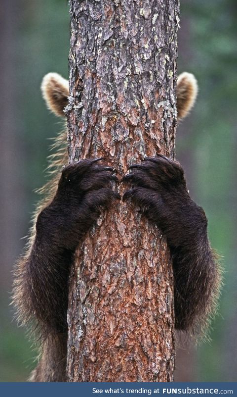 Brown Bear hiding behind a tree (Photo: Jari Peltomäki)