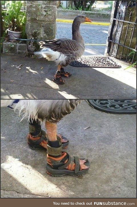 When you are a goose but also german