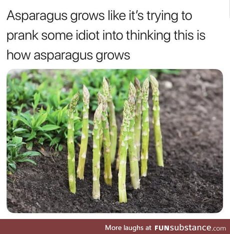 Asspergrass