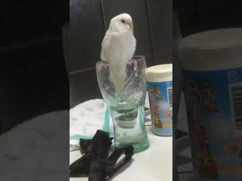 Mistakes were made (Bird falls into drink)