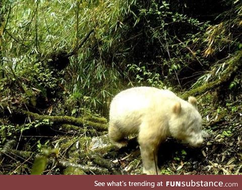 The very first albino panda found wandering in a Chinese forest