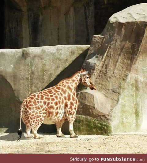 Here is a dwarf giraffe