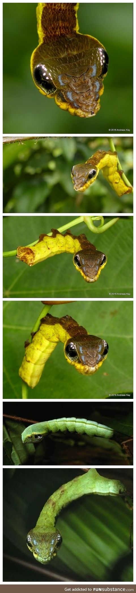 Caterpillars that mimic Snakes