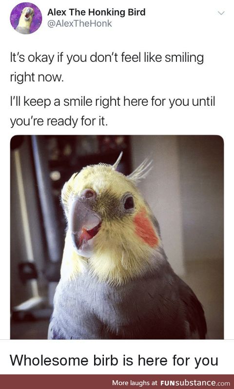 It's okay, wholesome birb will save the day