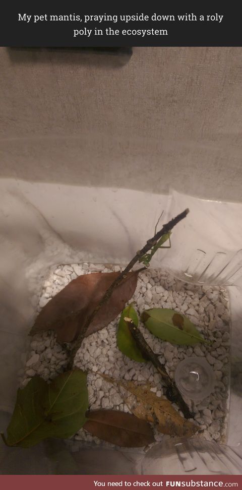 My pet mantis, look it!