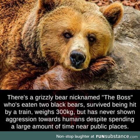Interesting bear