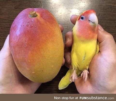 Mango & parrot