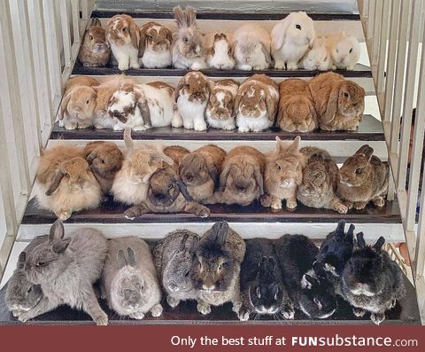 35 shades of rabbit