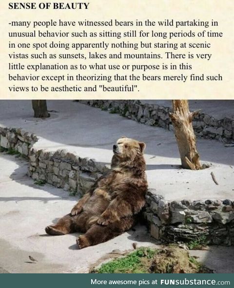 Bears appreciate their surroundings