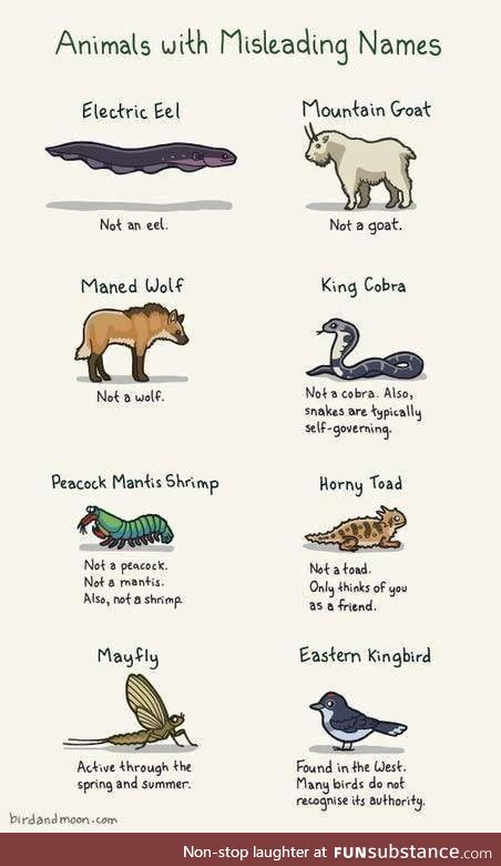 Animals with Misleading Names