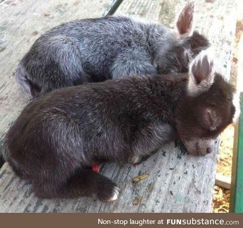 Not enough baby donkeys on here