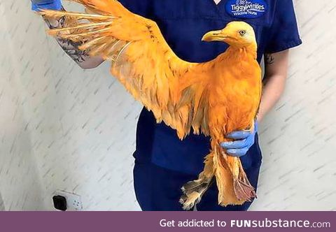 People in the UK thought they found some exotic bird, but it turned out to be a seagull