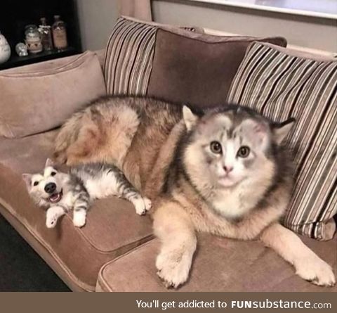 Face swap of a cat and dog thrills and yet scares you