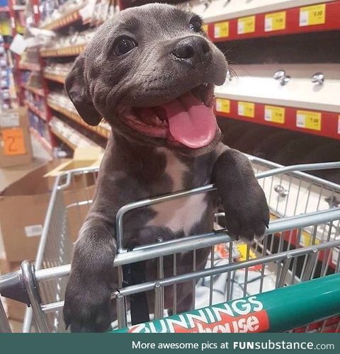 Good boy going shopping