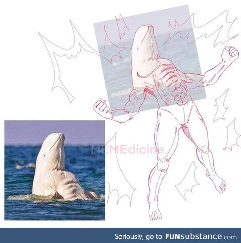 Beluga flexing