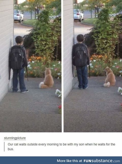 Buddies