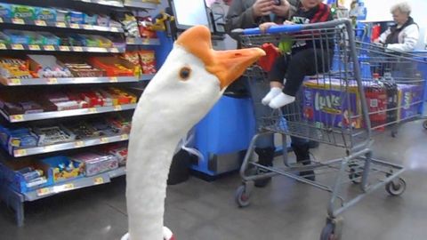 George The Goose Goes to Walmart!