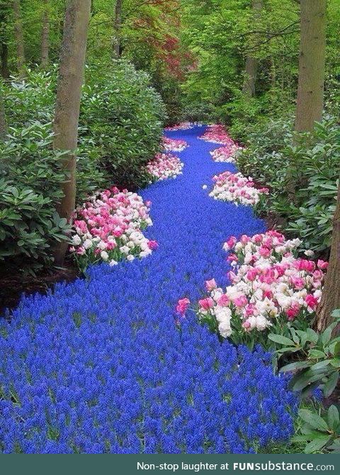 This river in the Netherlands is actually made up of bright blue flowers