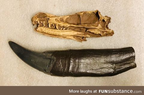 A Velociraptor skull compared to a T-Rex tooth