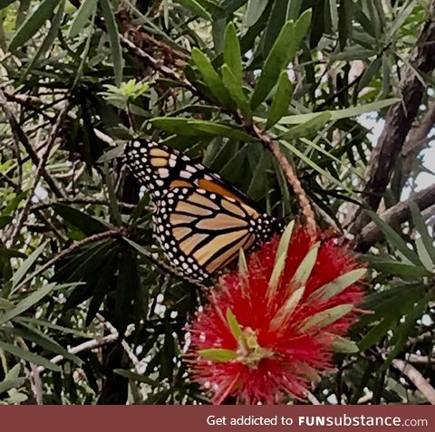 Monarch Butterfly in my yard