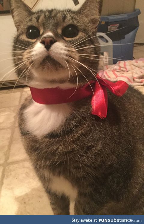 Big chonkers is a handsome boy.
