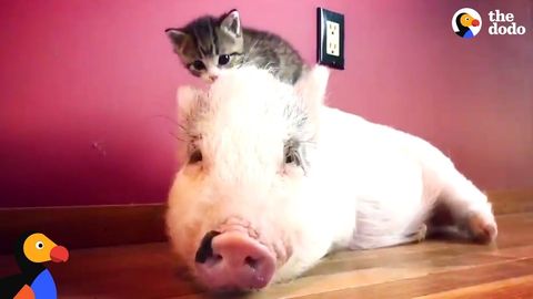 DragonLord: The pig who thinks he's a cat (FeelGoodSubstance)
