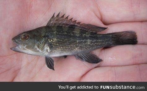 Rate My Young Bass