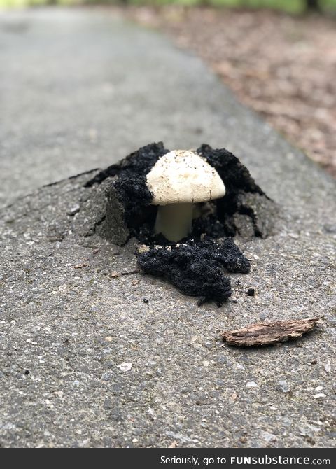 Turns out mushrooms don't give a damn about your asphalt