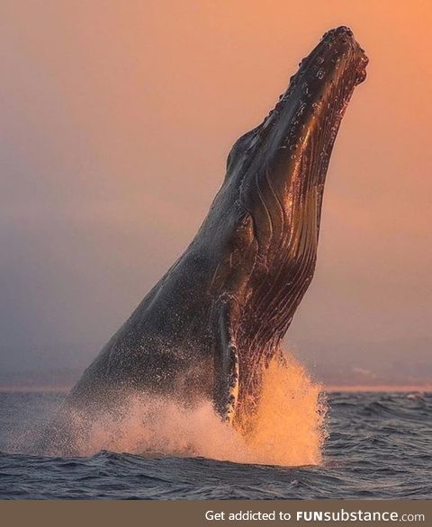 A breaching Humpback Whale