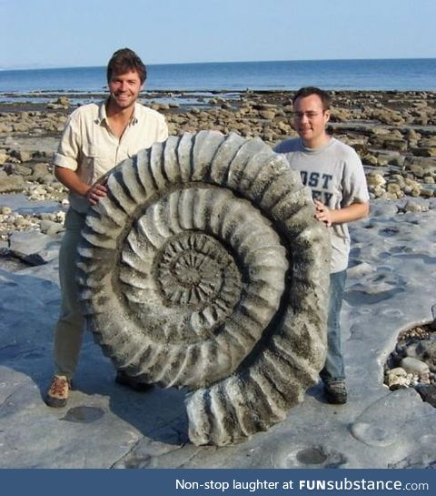 The size that ammonites could assume 400 million years ago