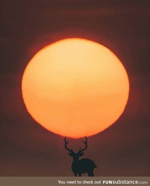 Deer sun