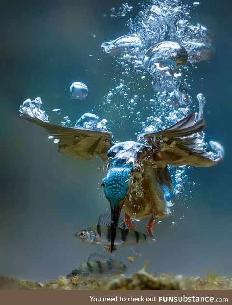 Kingfisher Fishing !