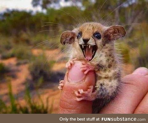 Not all Australian animals will kill you. Don't get me wrong...He wants to. He just