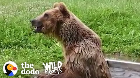 Rocco the Bear is rescued from a tiny backyard cage in Albania (FeelGoodSubstance)