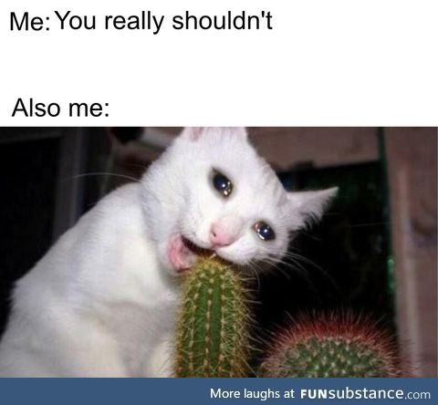 120, my absolutely barbaric kitten, snapped my cactus in half with his mouth!