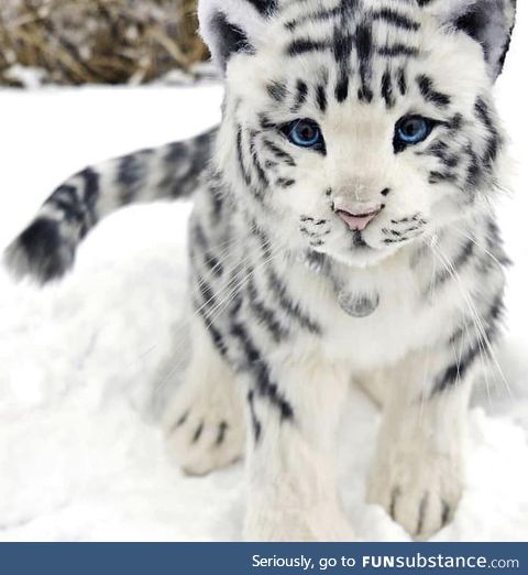 Rare white baby tiger