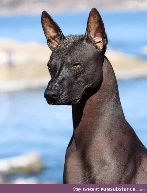 The Xoloitzcuintli (Mexican hairless dog) is considered a guide for the dead towards the