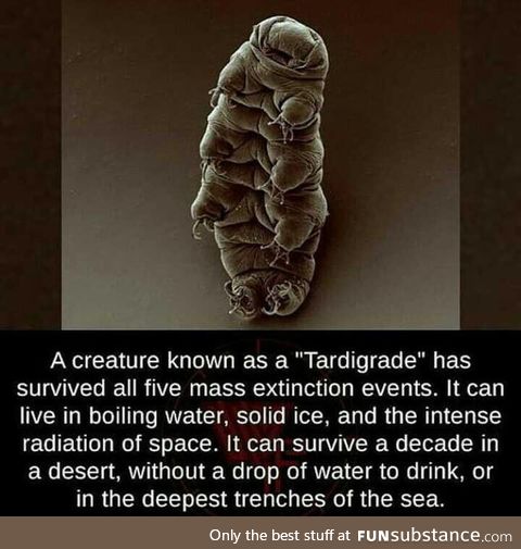 Also known as Water Bears