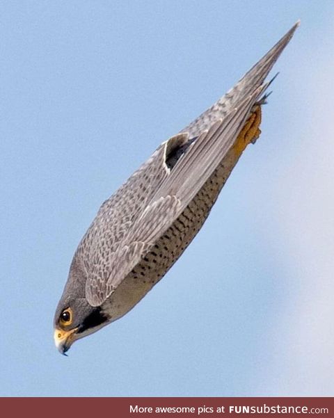 A Peregrin falcon dive. The peregrine falcon is the fastest diving bird in the world and
